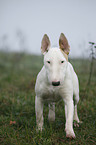 stehender Bullterrier