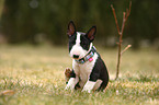 Miniature Bullterrier Welpe