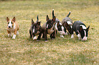 Miniature Bullterrier Welpen