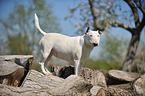 stehender Miniatur Bullterrier