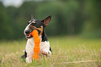 liegende Miniatur Bullterrier