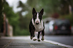 rennender Miniatur Bullterrier