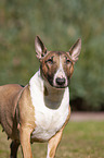 Miniatur Bullterrier Portrait