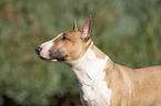 Miniatur Bullterrier Portrait