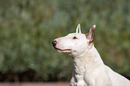 Miniatur Bullterrier Portrait