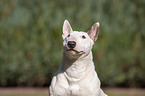 Miniatur Bullterrier Portrait