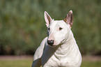 Miniatur Bullterrier Portrait