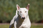 Miniatur Bullterrier Portrait