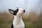 junger Miniatur Bullterrier