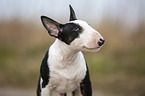 junger Miniatur Bullterrier