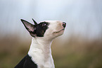 junger Miniatur Bullterrier