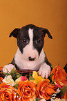 Miniatur Bullterrier Welpe