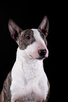 Mini Bullterrier vor schwarzem Hintergrund