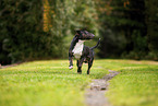 Mini Bullterrier