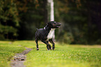 Mini Bullterrier