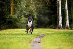 Mini Bullterrier