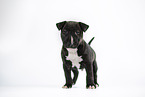 Miniature Bullterrier Welpe