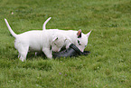 Miniatur Bullterrier Welpen