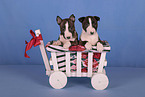 Miniatur Bullterrier Welpen