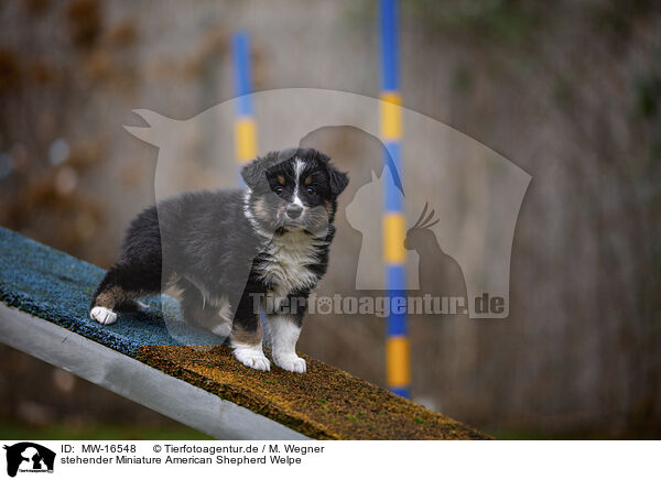 stehender Miniature American Shepherd Welpe / standing Miniature American Shepherd Puppy / MW-16548