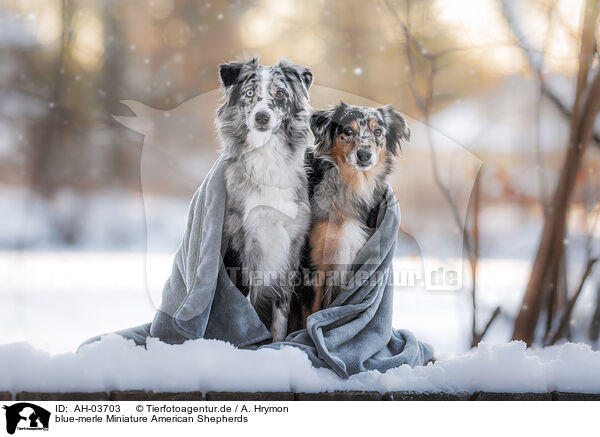 blue-merle Miniature American Shepherds / blue-merle Miniature American Shepherds / AH-03703