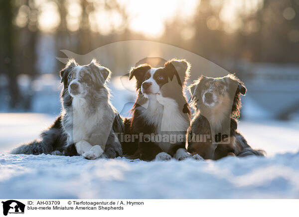 blue-merle Miniature American Shepherds / blue-merle Miniature American Shepherds / AH-03709