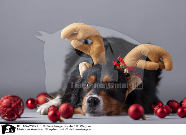 Miniature American Shepherd mit Christbaumkugeln / Miniature American Shepherd with Christmas baubles / MW-23897
