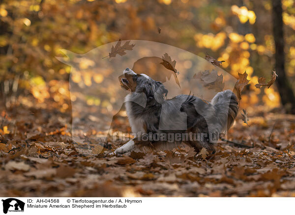 Miniature American Shepherd im Herbstlaub / Miniature American Shepherd in autumn leaves / AH-04568