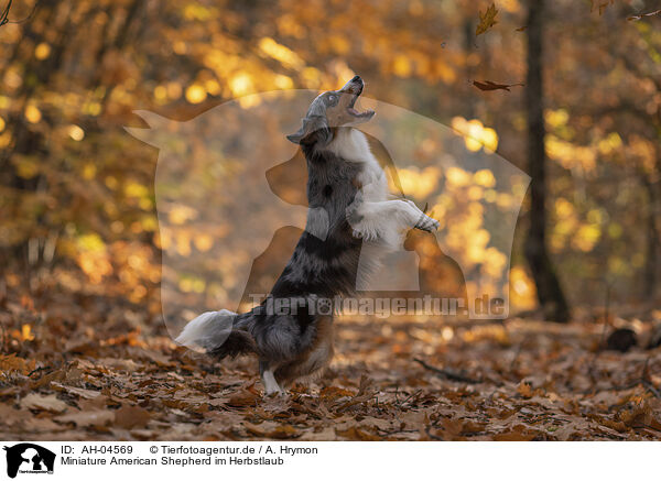 Miniature American Shepherd im Herbstlaub / Miniature American Shepherd in autumn leaves / AH-04569