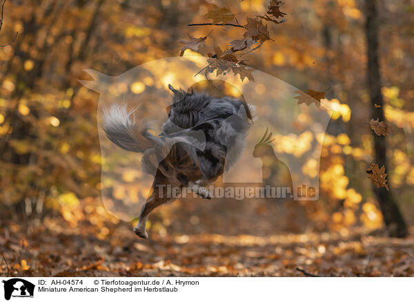 Miniature American Shepherd im Herbstlaub / Miniature American Shepherd in autumn leaves / AH-04574