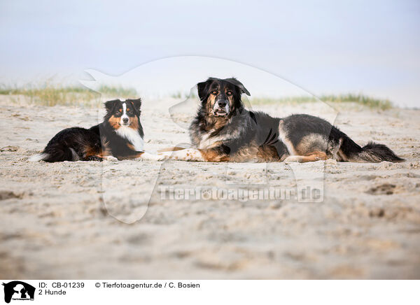 2 Hunde / 2 dogs / CB-01239