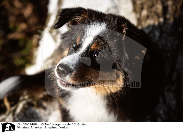 Miniature American Shepherd Welpe / Miniature American Shepherd Puppy / CB-01408