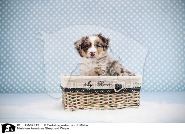 Miniature American Shepherd Welpe / Miniature American Shepherd Puppy / JAM-02813