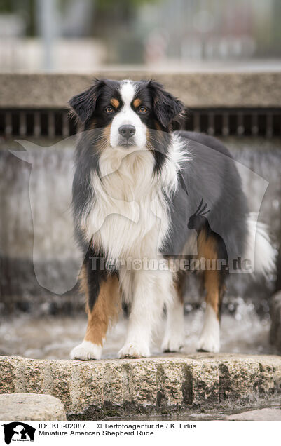 Miniature American Shepherd Rde / KFI-02087