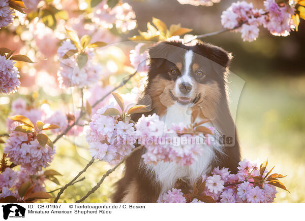 Miniature American Shepherd Rde / male Miniature American Shepherd / CB-01957