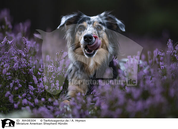 Miniature American Shepherd Hndin / female Miniature American Shepherd / AH-06304