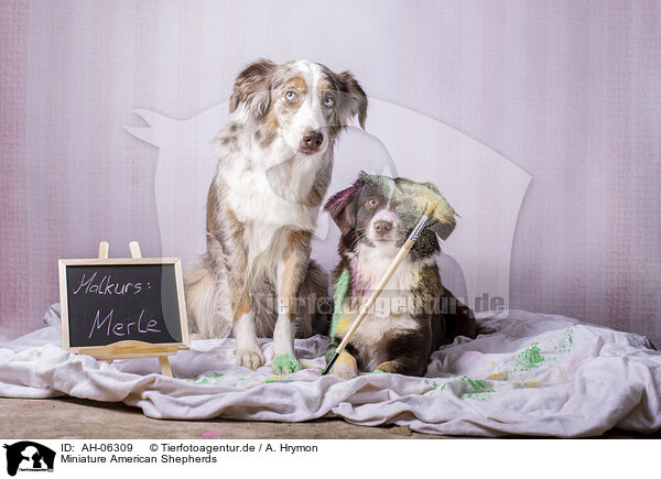 Miniature American Shepherds / Miniature American Shepherds / AH-06309