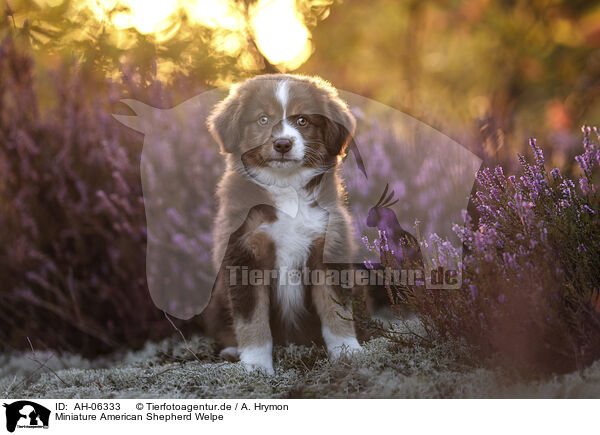 Miniature American Shepherd Welpe / Miniature American Shepherd Puppy / AH-06333