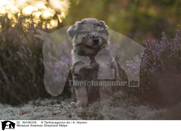 Miniature American Shepherd Welpe / Miniature American Shepherd Puppy / AH-06339