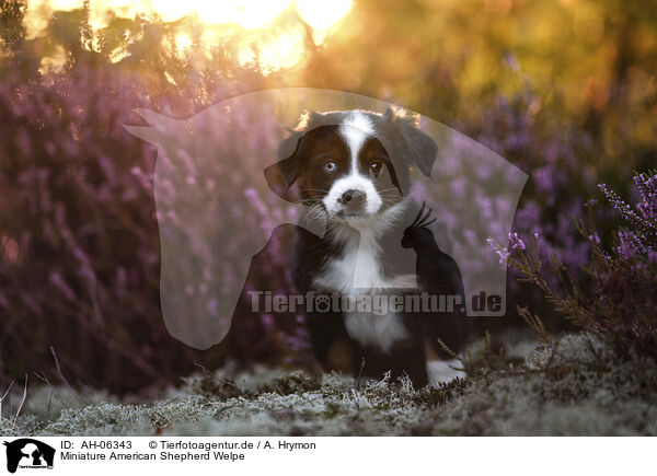 Miniature American Shepherd Welpe / Miniature American Shepherd Puppy / AH-06343