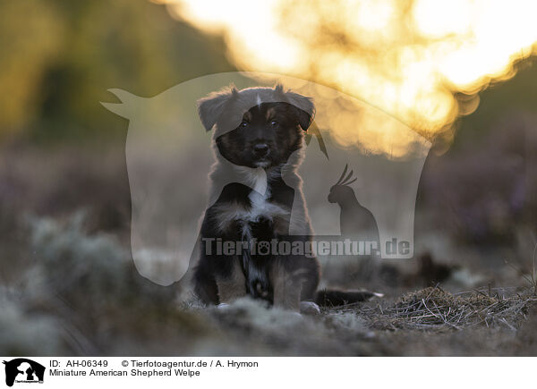 Miniature American Shepherd Welpe / AH-06349