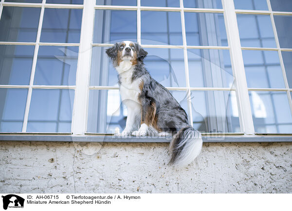 Miniature American Shepherd Hndin / female Miniature American Shepherd / AH-06715