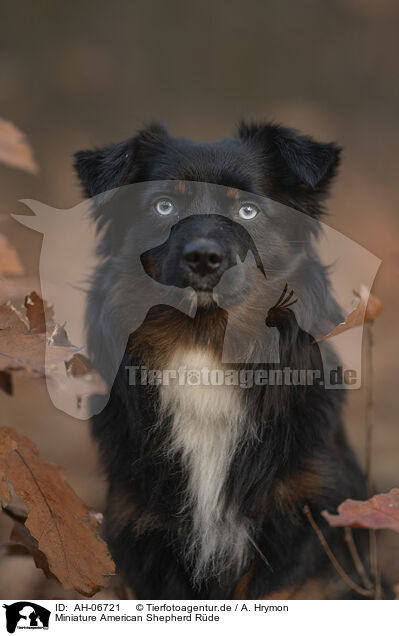 Miniature American Shepherd Rde / male Miniature American Shepherd / AH-06721