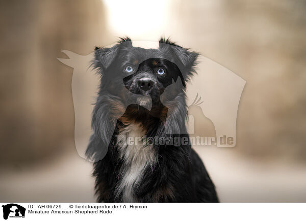 Miniature American Shepherd Rde / male Miniature American Shepherd / AH-06729