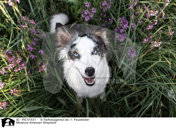 Miniature American Shepherd / IFE-01531