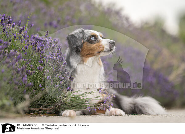 Miniature American Shepherd / Miniature American Shepherd / AH-07986