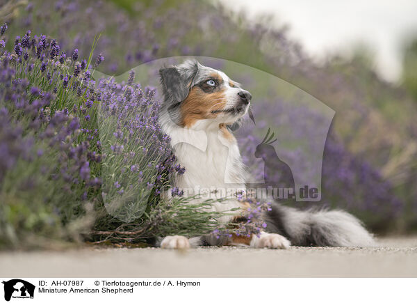 Miniature American Shepherd / Miniature American Shepherd / AH-07987