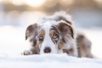 Miniature American Shepherd