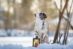 Miniature American Shepherd