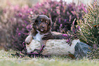 Miniature American Shepherd Welpe liegt auf Baumstamm